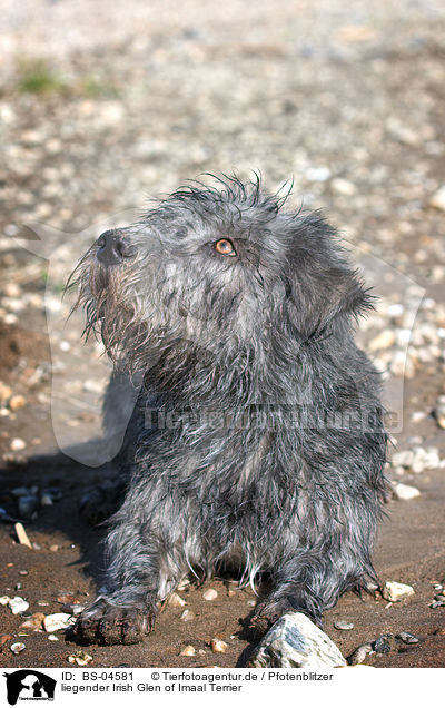 liegender Irish Glen of Imaal Terrier / lying Irish Glen of Imaal Terrier / BS-04581