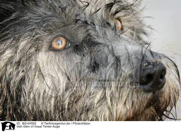 Irish Glen of Imaal Terrier Auge / BS-04582