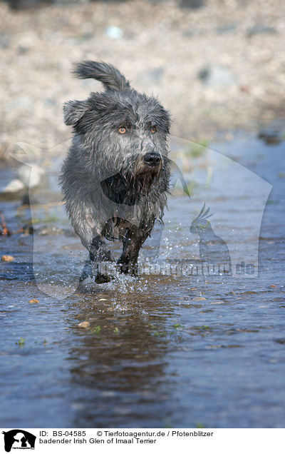 badender Irish Glen of Imaal Terrier / bathing Irish Glen of Imaal Terrier / BS-04585