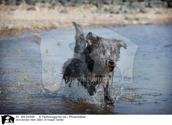 rennender Irish Glen of Imaal Terrier / BS-04586
