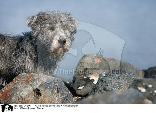 Irish Glen of Imaal Terrier / BS-04591