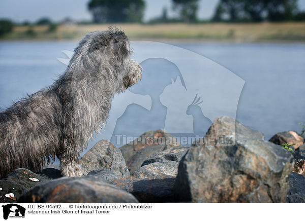 sitzender Irish Glen of Imaal Terrier / sitting Irish Glen of Imaal Terrier / BS-04592