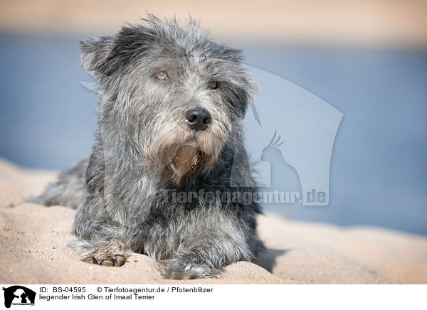 liegender Irish Glen of Imaal Terrier / lying Irish Glen of Imaal Terrier / BS-04595