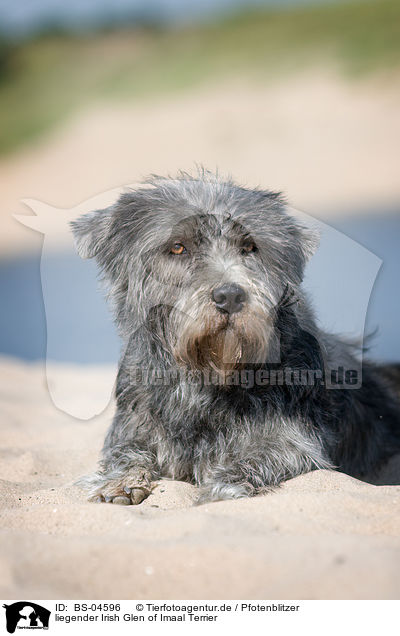 liegender Irish Glen of Imaal Terrier / BS-04596