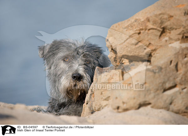 Irish Glen of Imaal Terrier Portrait / BS-04597