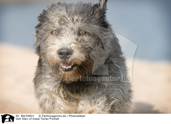 Irish Glen of Imaal Terrier Portrait / BS-04601