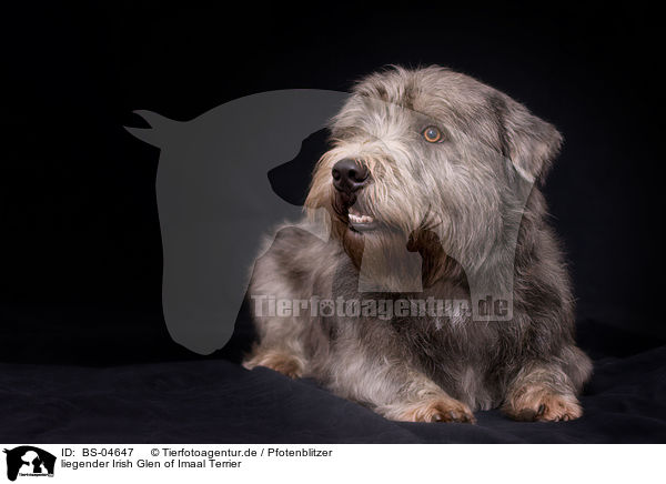 liegender Irish Glen of Imaal Terrier / BS-04647