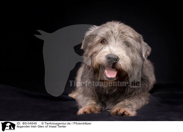 liegender Irish Glen of Imaal Terrier / BS-04648