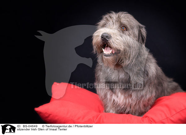 sitzender Irish Glen of Imaal Terrier / sitting Irish Glen of Imaal Terrier / BS-04649