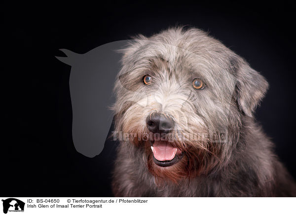 Irish Glen of Imaal Terrier Portrait / BS-04650
