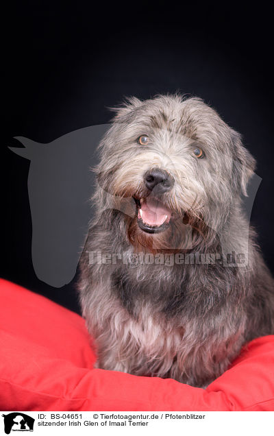 sitzender Irish Glen of Imaal Terrier / sitting Irish Glen of Imaal Terrier / BS-04651