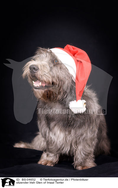 sitzender Irish Glen of Imaal Terrier / sitting Irish Glen of Imaal Terrier / BS-04652