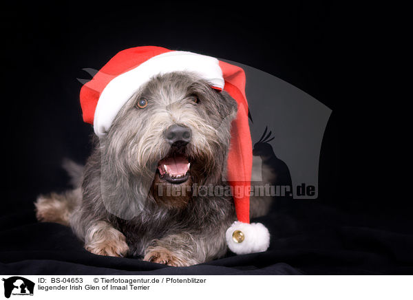 liegender Irish Glen of Imaal Terrier / BS-04653