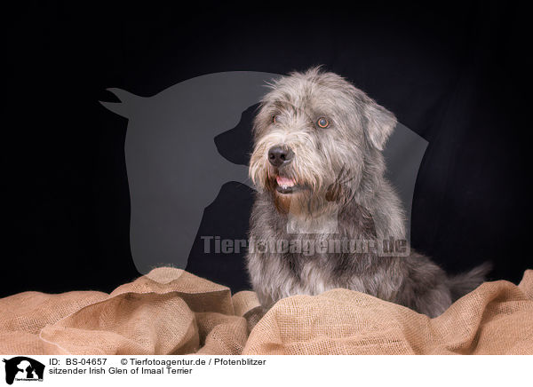 sitzender Irish Glen of Imaal Terrier / BS-04657