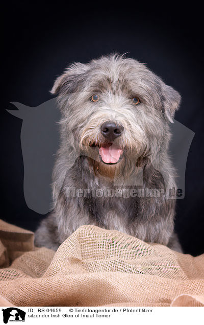 sitzender Irish Glen of Imaal Terrier / BS-04659
