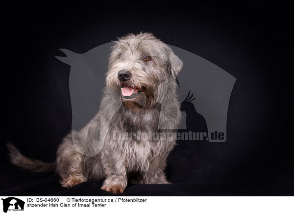 sitzender Irish Glen of Imaal Terrier / sitting Irish Glen of Imaal Terrier / BS-04660