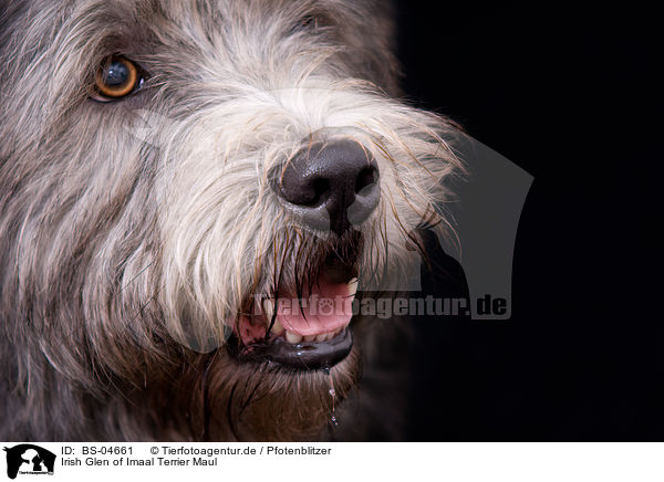 Irish Glen of Imaal Terrier Maul / BS-04661