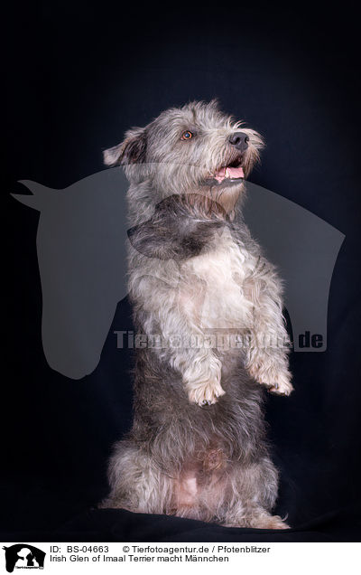 Irish Glen of Imaal Terrier macht Mnnchen / BS-04663