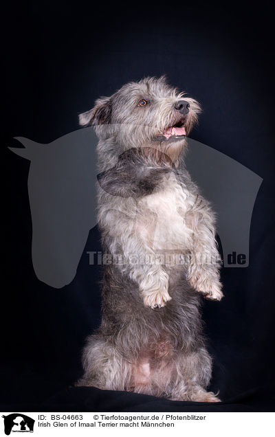 Irish Glen of Imaal Terrier macht Mnnchen / Irish Glen of Imaal Terrier shows trick / BS-04663