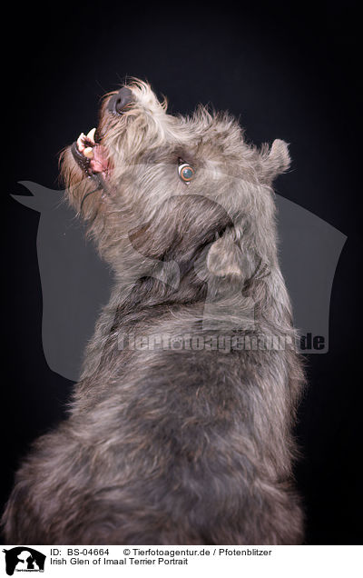 Irish Glen of Imaal Terrier Portrait / BS-04664
