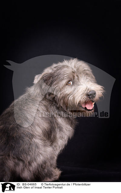 Irish Glen of Imaal Terrier Portrait / BS-04665