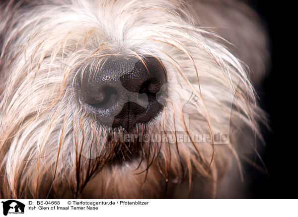 Irish Glen of Imaal Terrier Nase / BS-04668