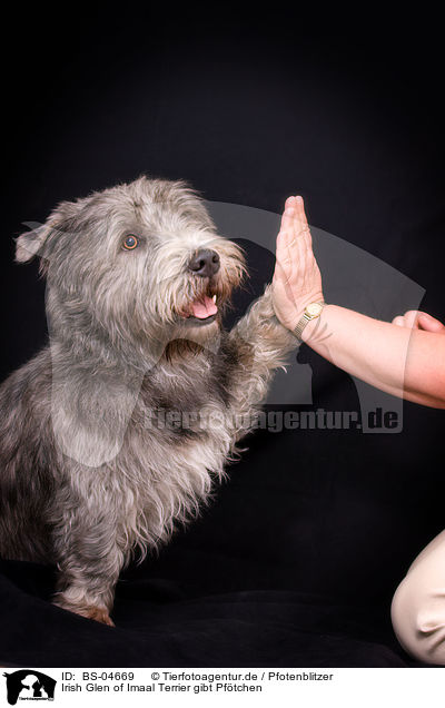 Irish Glen of Imaal Terrier gibt Pftchen / Irish Glen of Imaal Terrier gives paw / BS-04669