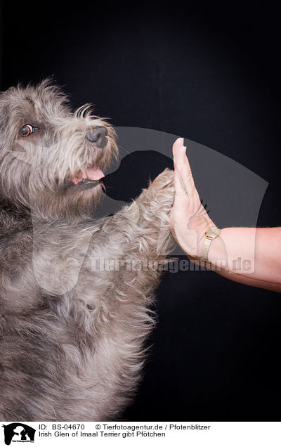 Irish Glen of Imaal Terrier gibt Pftchen / BS-04670