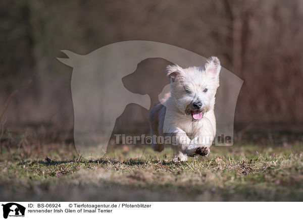 rennender Irish Glen of Imaal Terrier / BS-06924