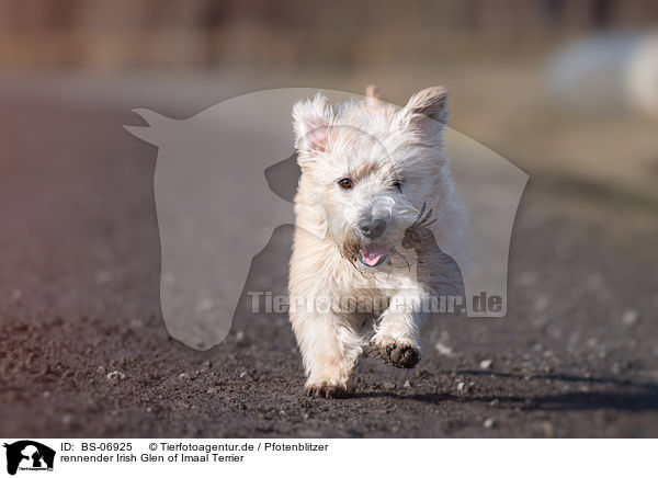 rennender Irish Glen of Imaal Terrier / BS-06925