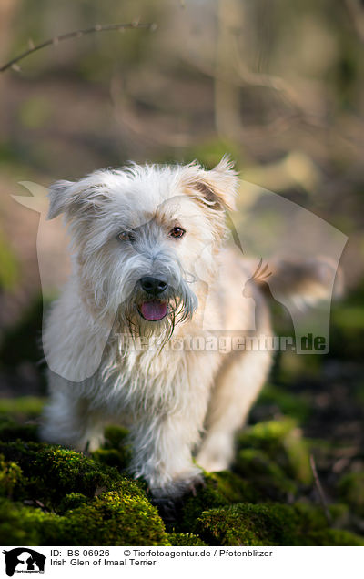 Irish Glen of Imaal Terrier / BS-06926