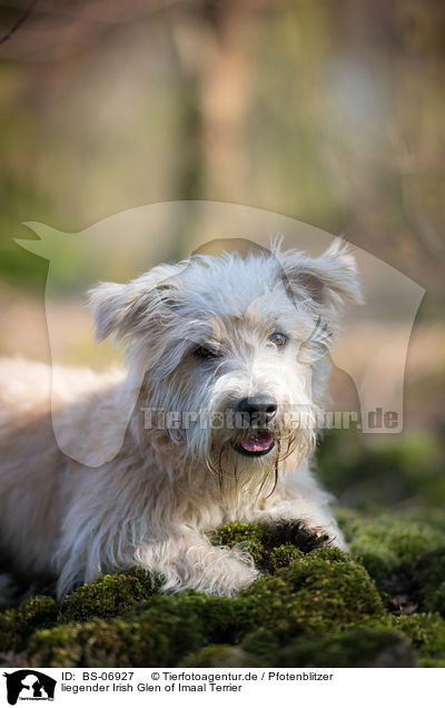 liegender Irish Glen of Imaal Terrier / lying Irish Glen of Imaal Terrier / BS-06927