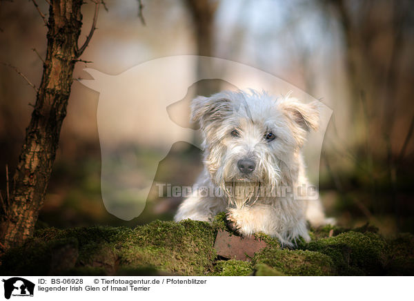 liegender Irish Glen of Imaal Terrier / BS-06928