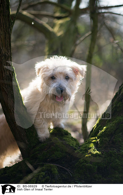 Irish Glen of Imaal Terrier / BS-06929