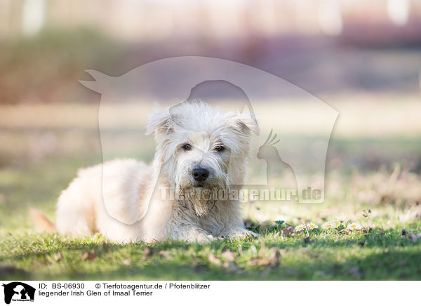 liegender Irish Glen of Imaal Terrier / BS-06930