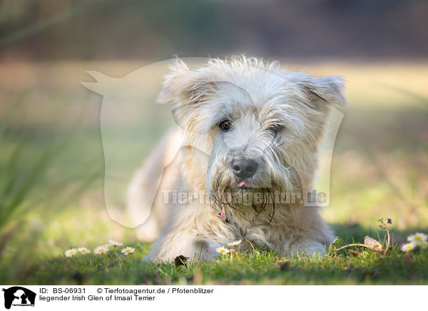 liegender Irish Glen of Imaal Terrier / BS-06931