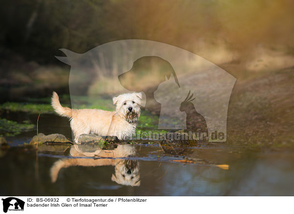 badender Irish Glen of Imaal Terrier / bathing Irish Glen of Imaal Terrier / BS-06932