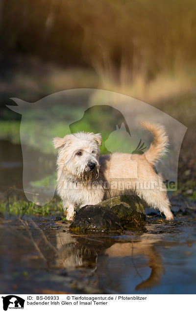 badender Irish Glen of Imaal Terrier / BS-06933
