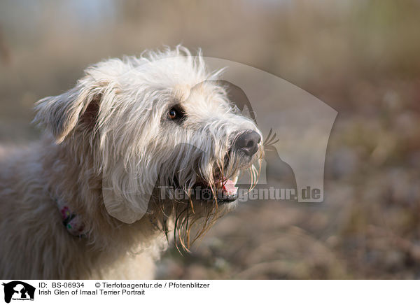 Irish Glen of Imaal Terrier Portrait / BS-06934