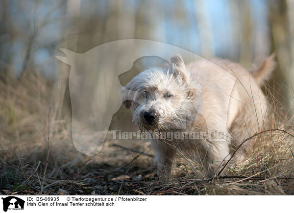Irish Glen of Imaal Terrier schttelt sich / BS-06935