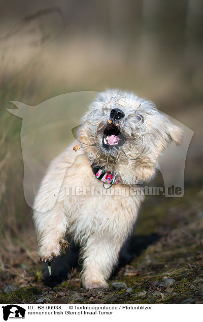 rennender Irish Glen of Imaal Terrier / running Irish Glen of Imaal Terrier / BS-06938