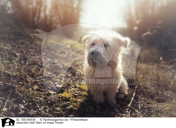 sitzender Irish Glen of Imaal Terrier / BS-06939