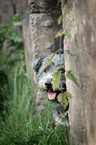 Irish Glen of Imaal Terrier Portrait