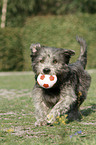 spielender Irish Glen of Imaal Terrier