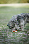 Irish Glen of Imaal Terrier