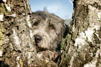 Irish Glen of Imaal Terrier Portrait