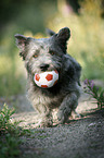 spielender Irish Glen of Imaal Terrier