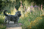 Irish Glen of Imaal Terrier