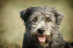 Irish Glen of Imaal Terrier Portrait