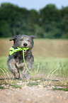 spielender Irish Glen of Imaal Terrier